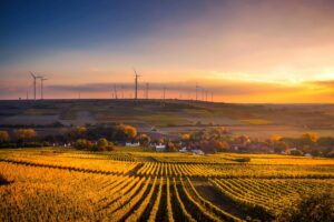 Windräder hinter sonnenbeschienenem Weinberg